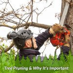 Tree Pruning & Why It’s Important