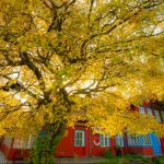 Things to Consider When Choosing a Tree for Your Yard