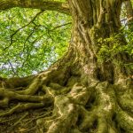 How to Care for Your Tree’s Roots