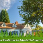 Why You Should Hire An Arborist To Prune Your Trees