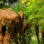 Stump Grinding vs. Stump Removal